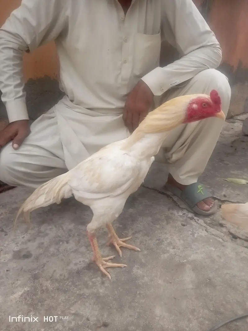 Breed :- Aseel Sindhi — photo 5