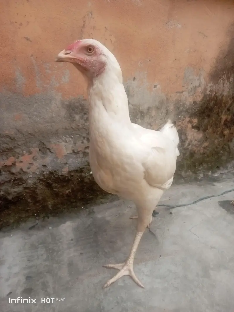 Breed :- Aseel Sindhi — photo 6
