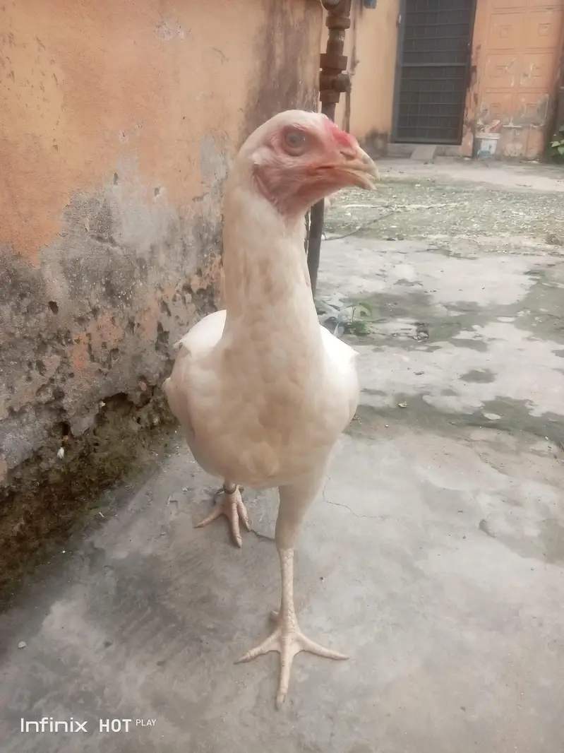Breed :- Aseel Sindhi — photo 7