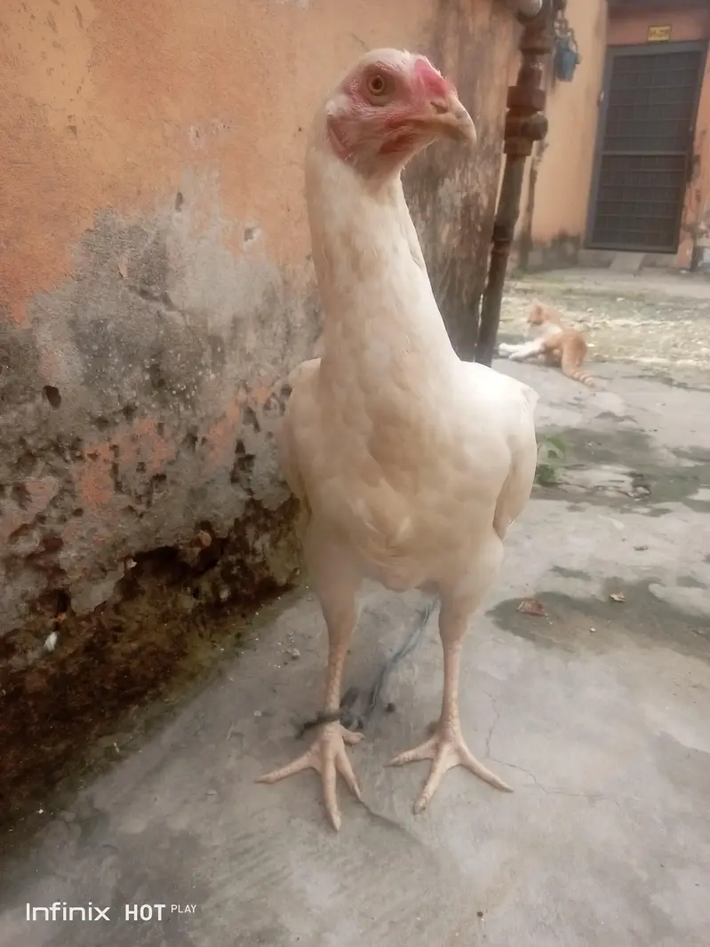 Breed :- Aseel Sindhi — photo 8
