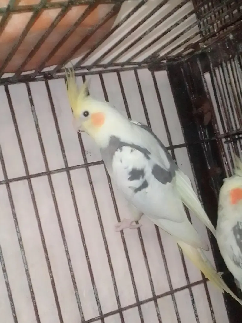 v paid common white and common white red eyes pair — photo 2
