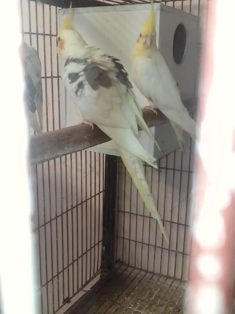 v paid common white and common white red eyes pair — photo 10