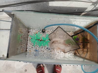 fish  aquarium for sale