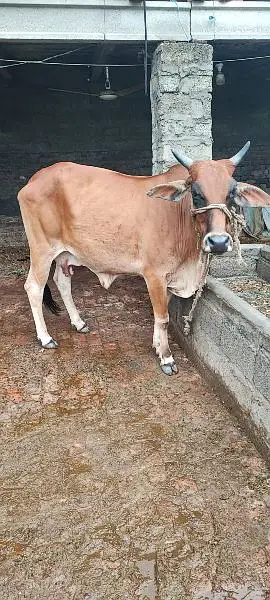 cow for sale urgently