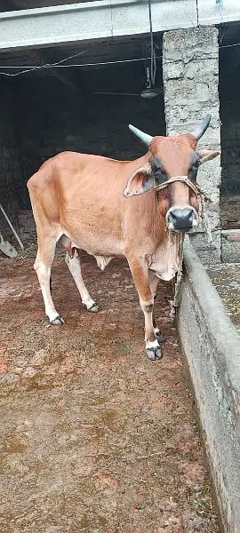 cow for sale urgently — photo 2