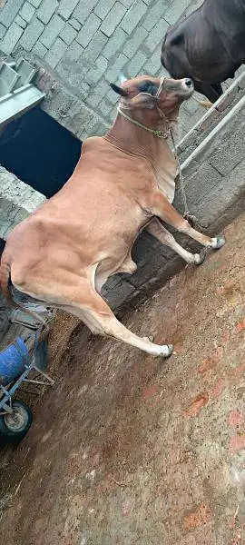 cow for sale urgently — photo 3