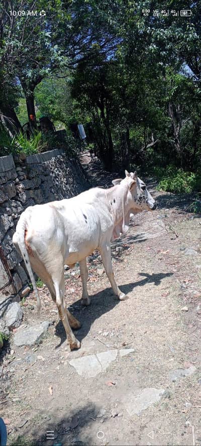 cow for sale