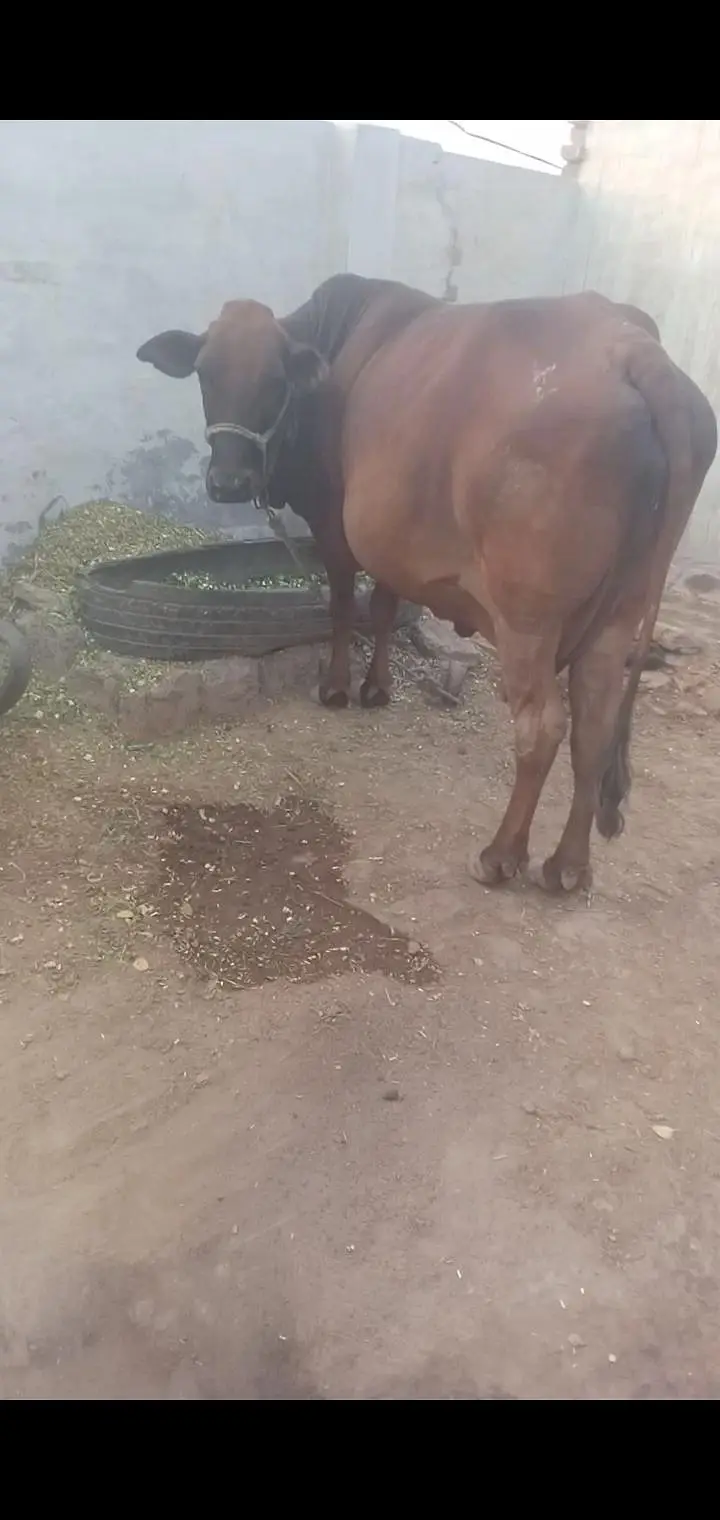 cow for selling 03067823583