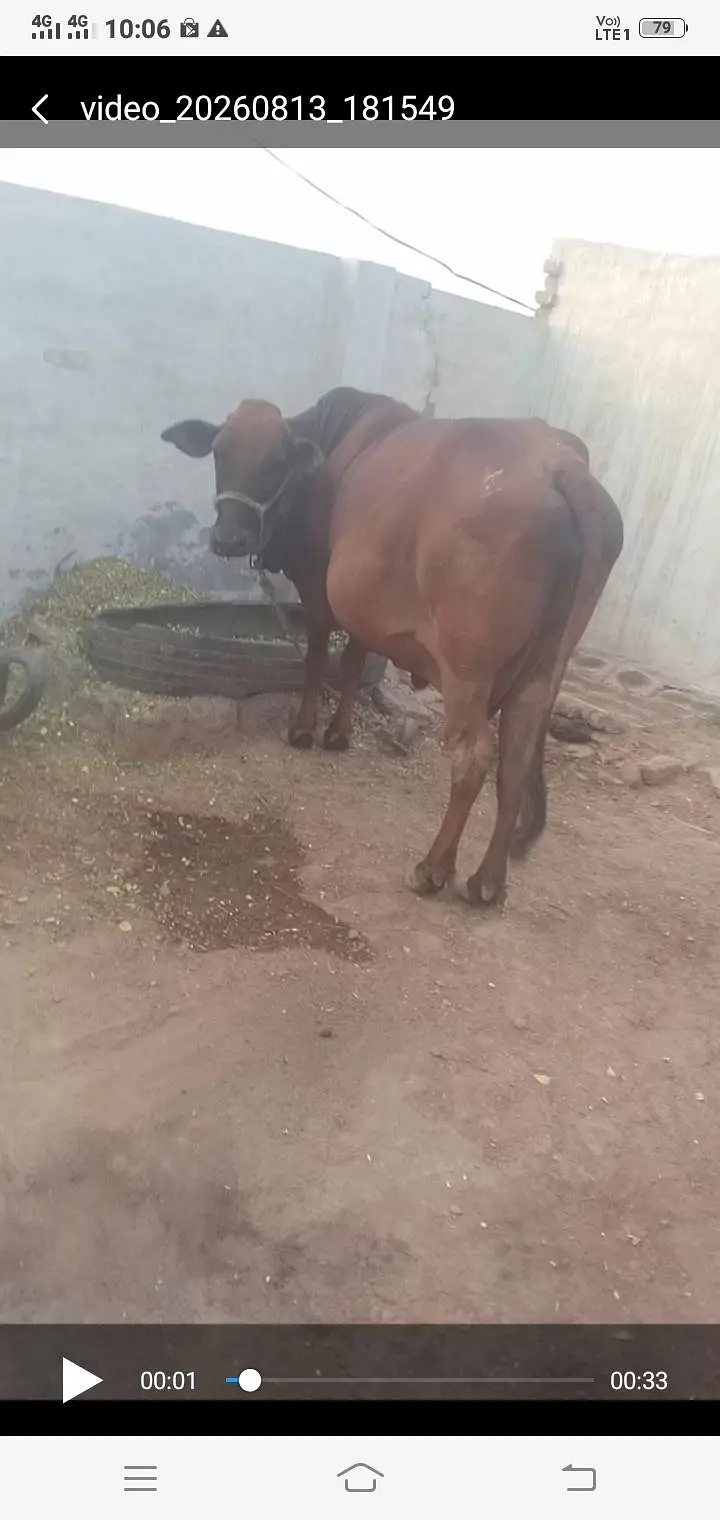 cow for selling 03067823583 — photo 2