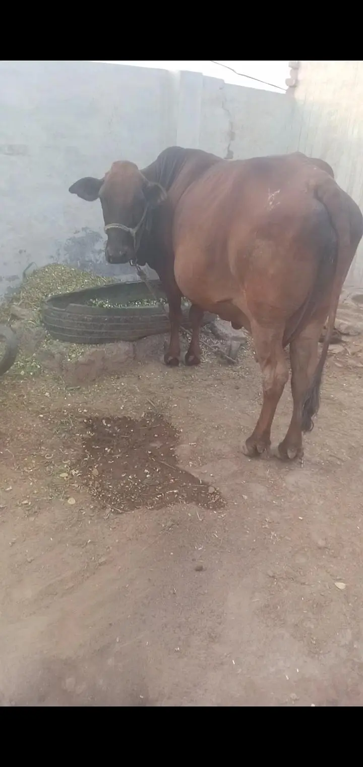 cow for selling 03067823583 — photo 3