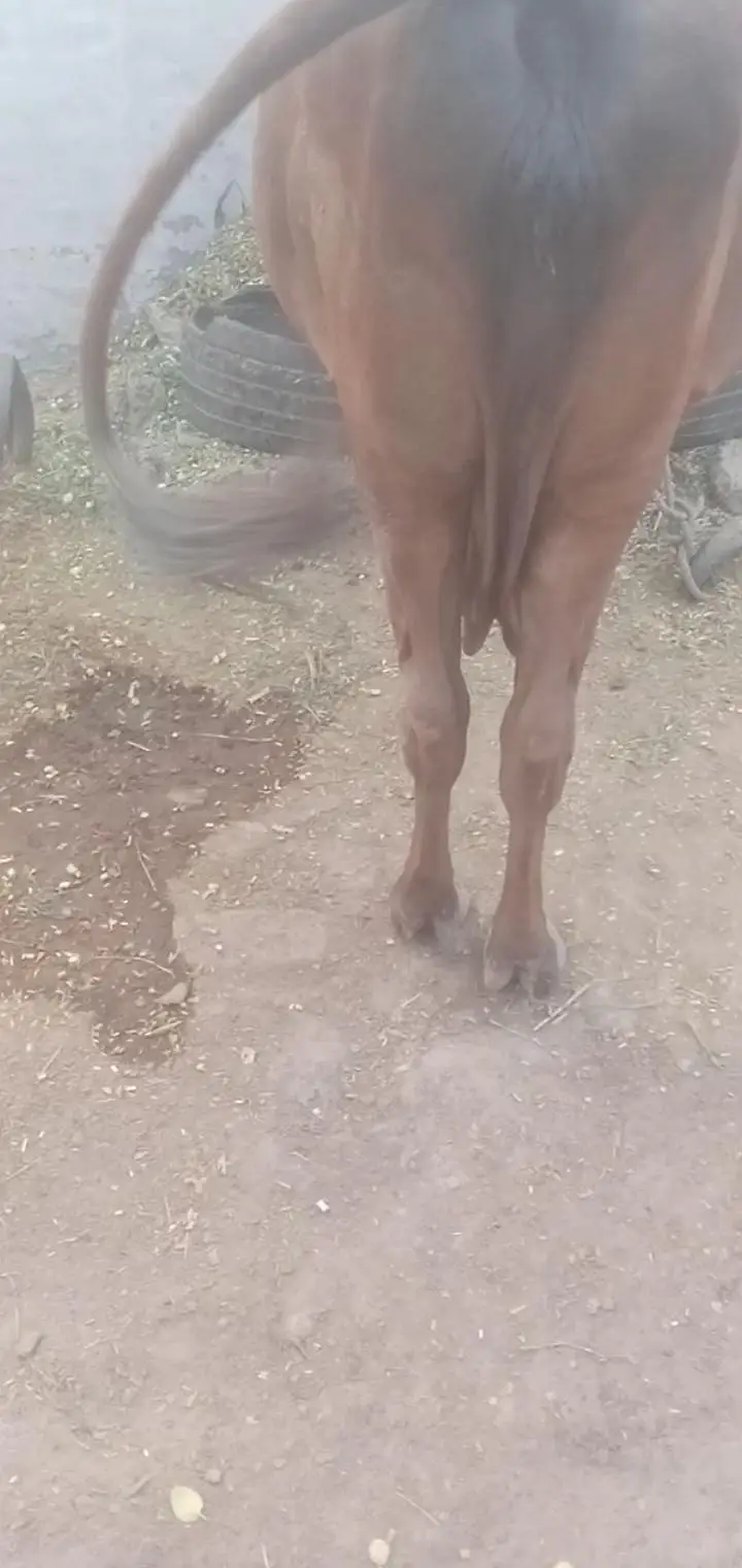 cow for selling 03067823583 — photo 4