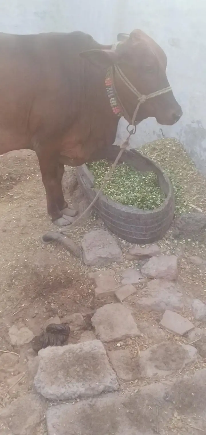 cow for selling 03067823583 — photo 5