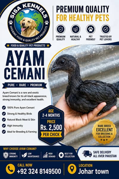 fancy hens / Light Sussex / Golden Buff / Ayam Cemani / fancy chicks