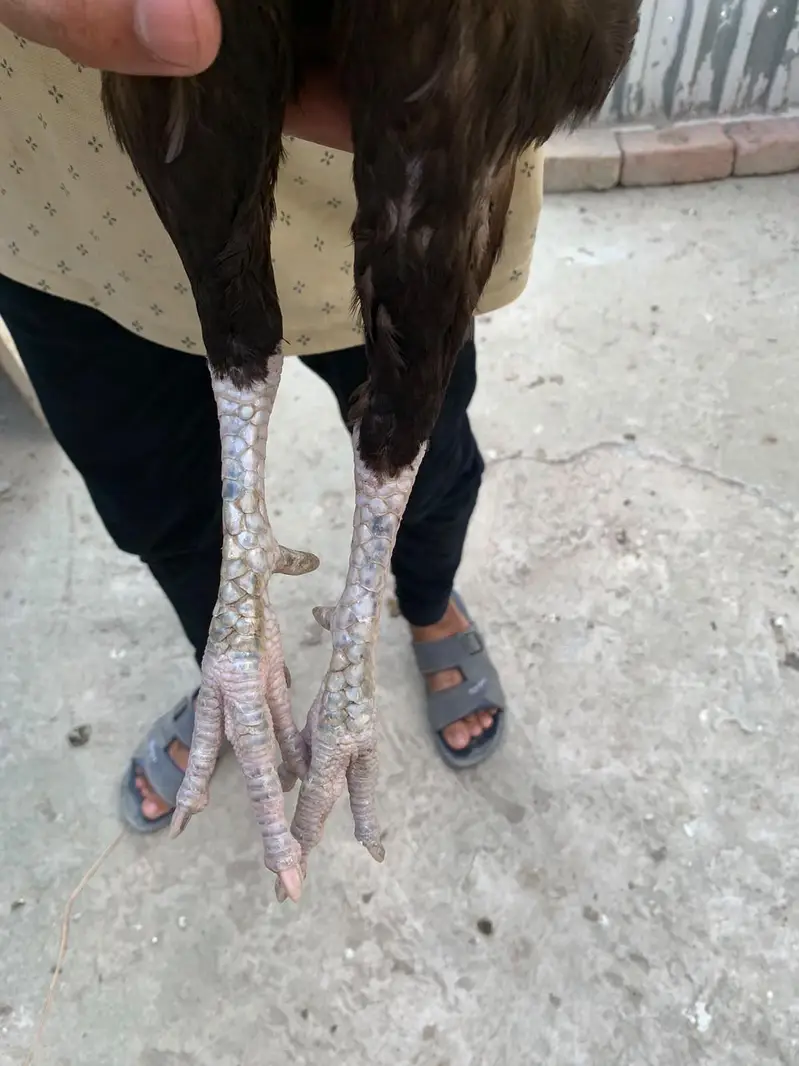 asheel thi — photo 3