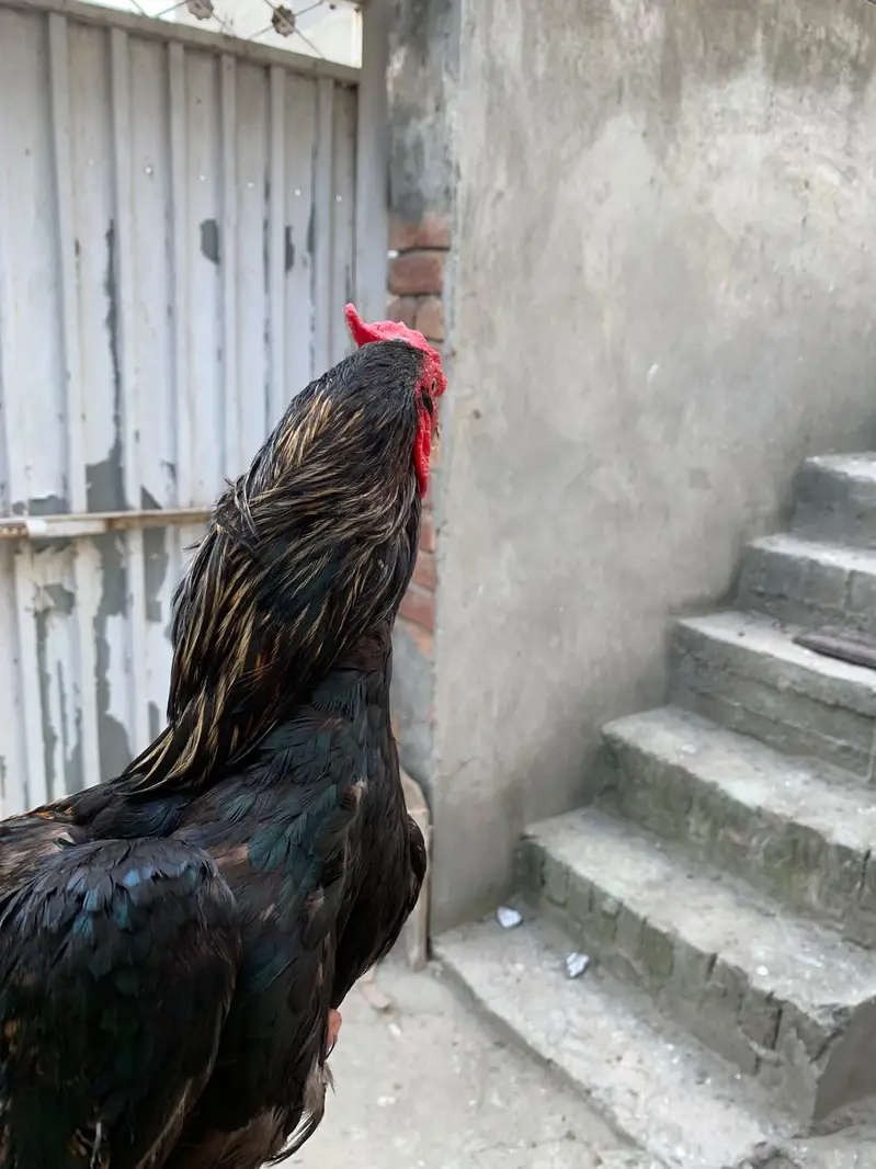 asheel thi — photo 5