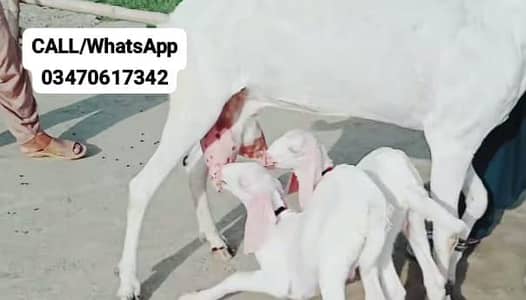 2 Bacchon ka sath Rajanpuri Bakri For Sale/ O347O6I7342