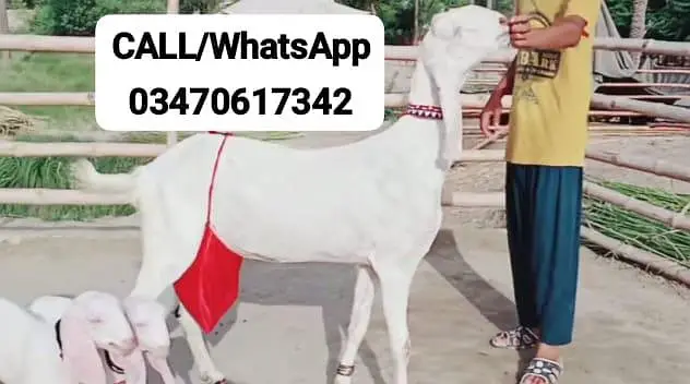 2 Bacchon ka sath Rajanpuri Bakri For Sale/ O347O6I7342 — photo 2