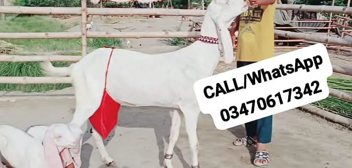 2 Bacchon ka sath Rajanpuri Bakri For Sale/ O347O6I7342 — photo 3