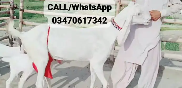 2 Bacchon ka sath Rajanpuri Bakri For Sale/ O347O6I7342 — photo 4