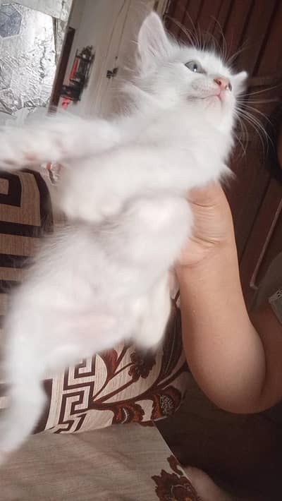 Adorable Pure White Persian Kitten with Blue Eyes for Sale! 