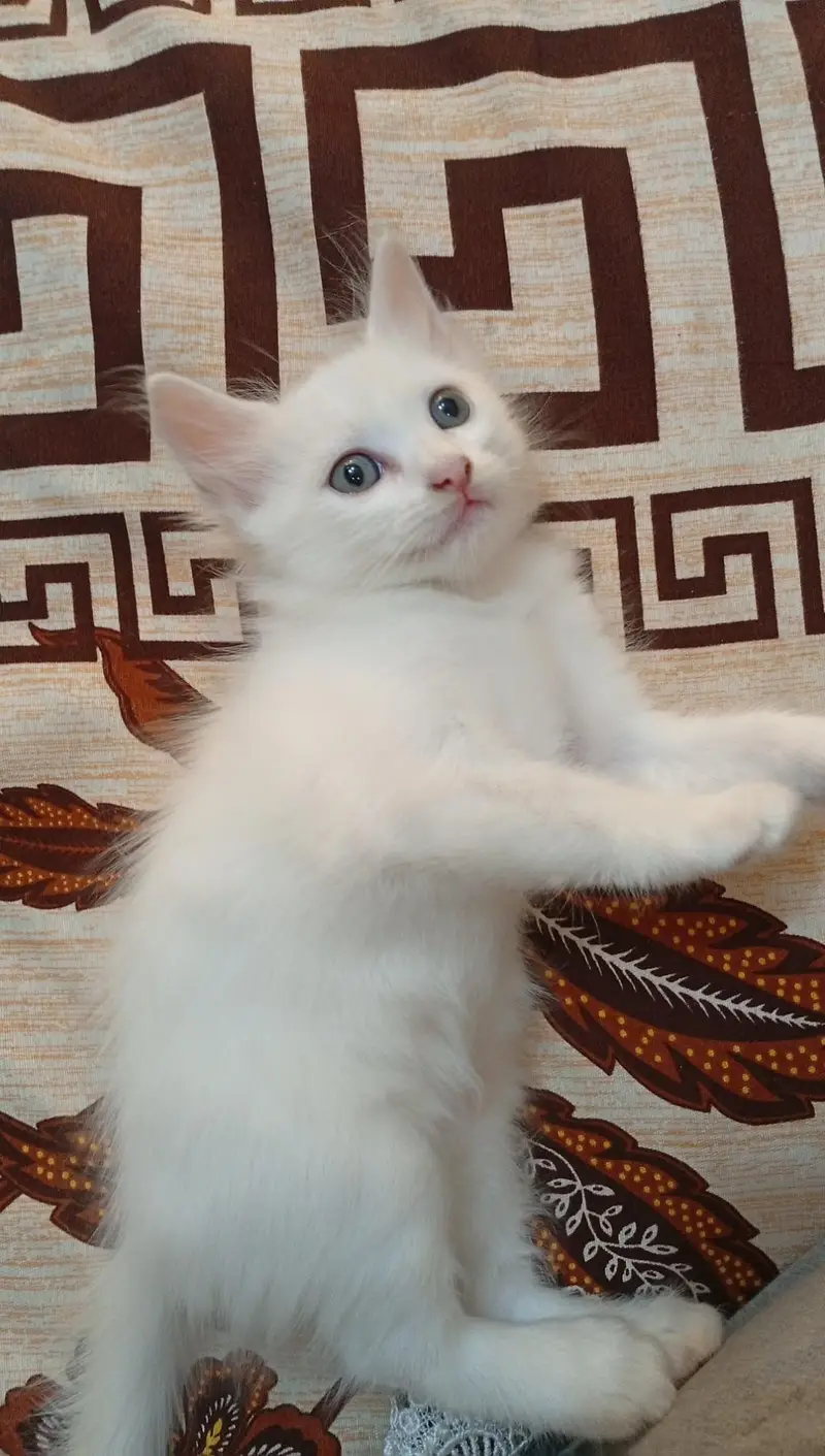 Adorable Pure White Persian Kitten with Blue Eyes for Sale! — photo 2