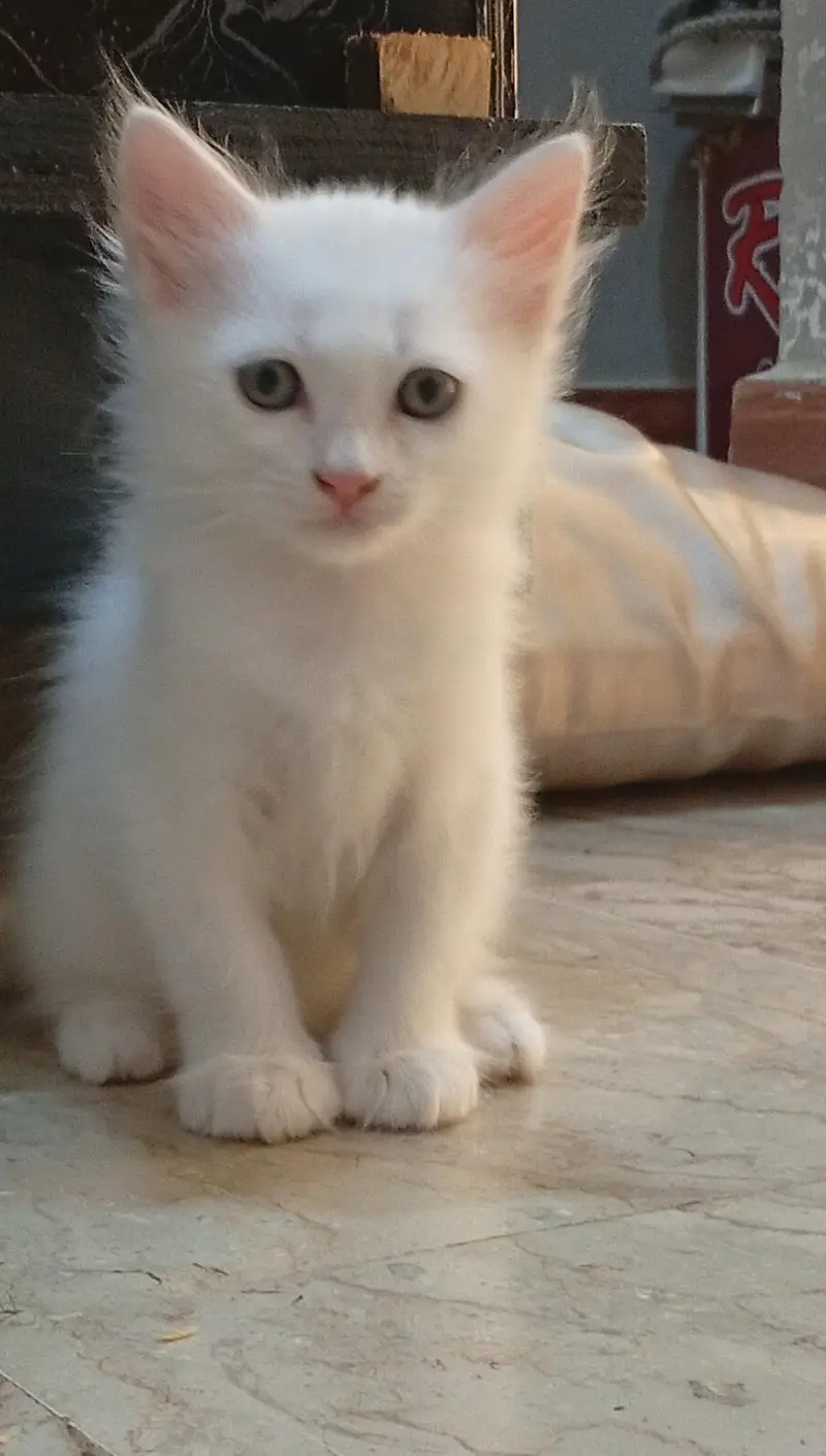 Adorable Pure White Persian Kitten with Blue Eyes for Sale! — photo 3