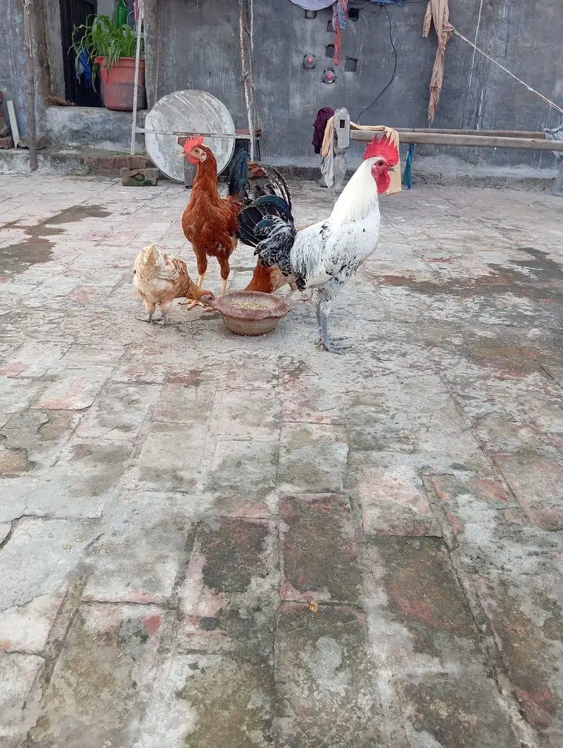 Desi misri — photo 3