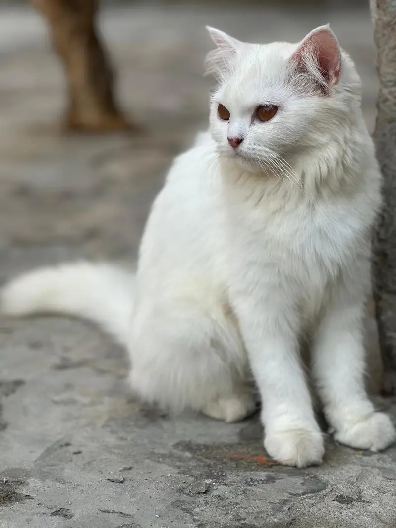 White female kitten