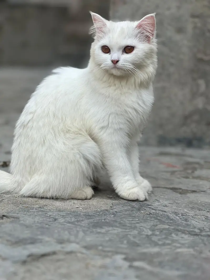 White female kitten — photo 2