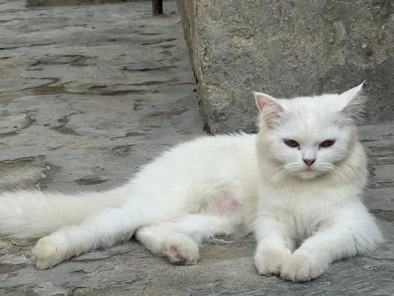 White female kitten — photo 3