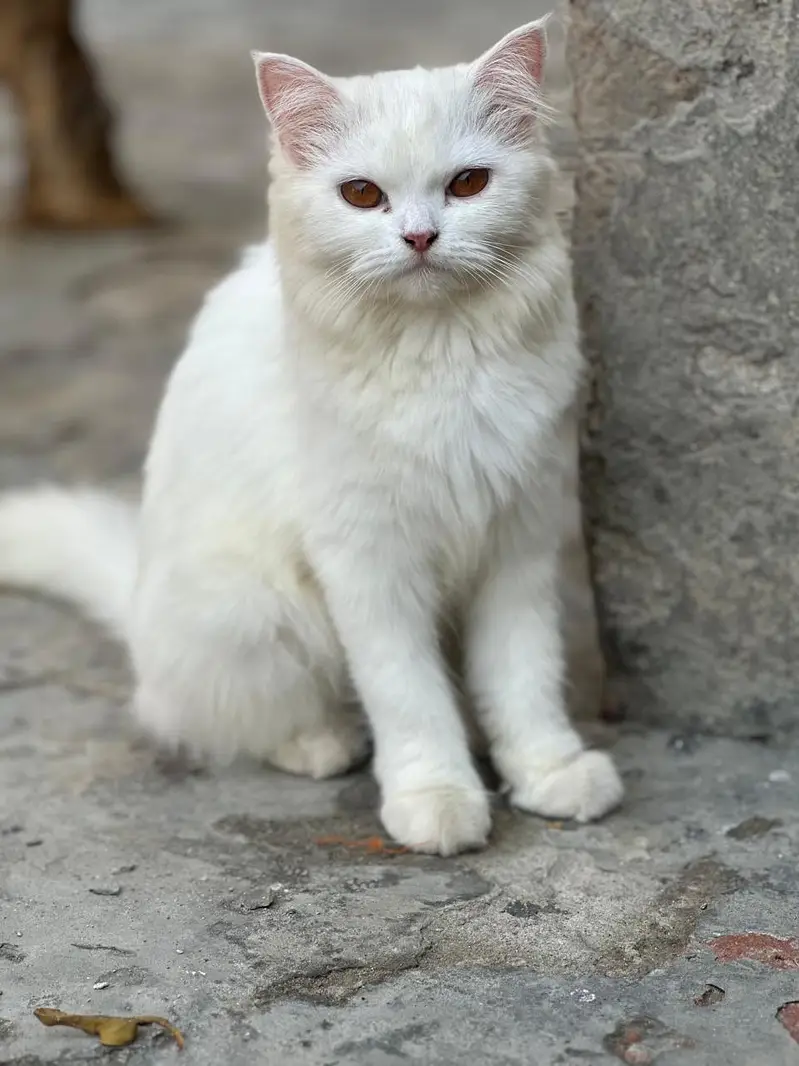 White female kitten — photo 4