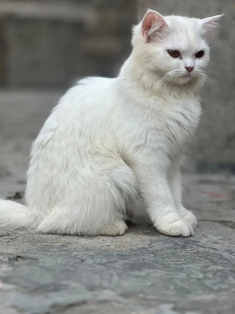 White female kitten — photo 6