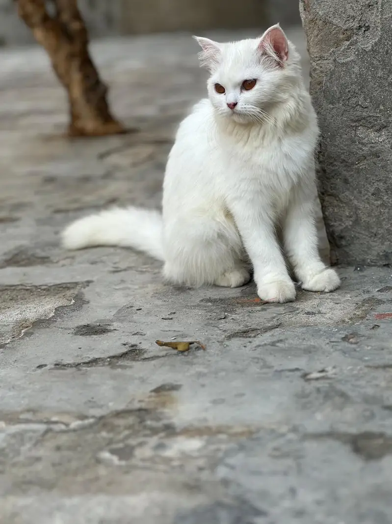 White female kitten — photo 7