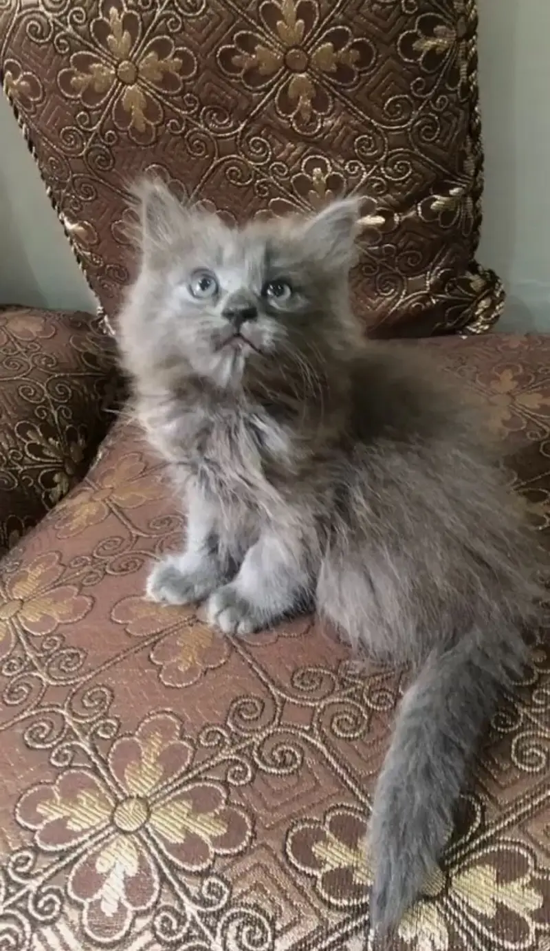 persian kittens available male nd female pair nd one female