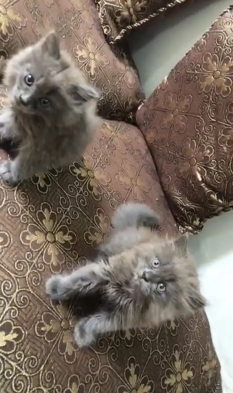 persian kittens available male nd female pair nd one female — photo 2