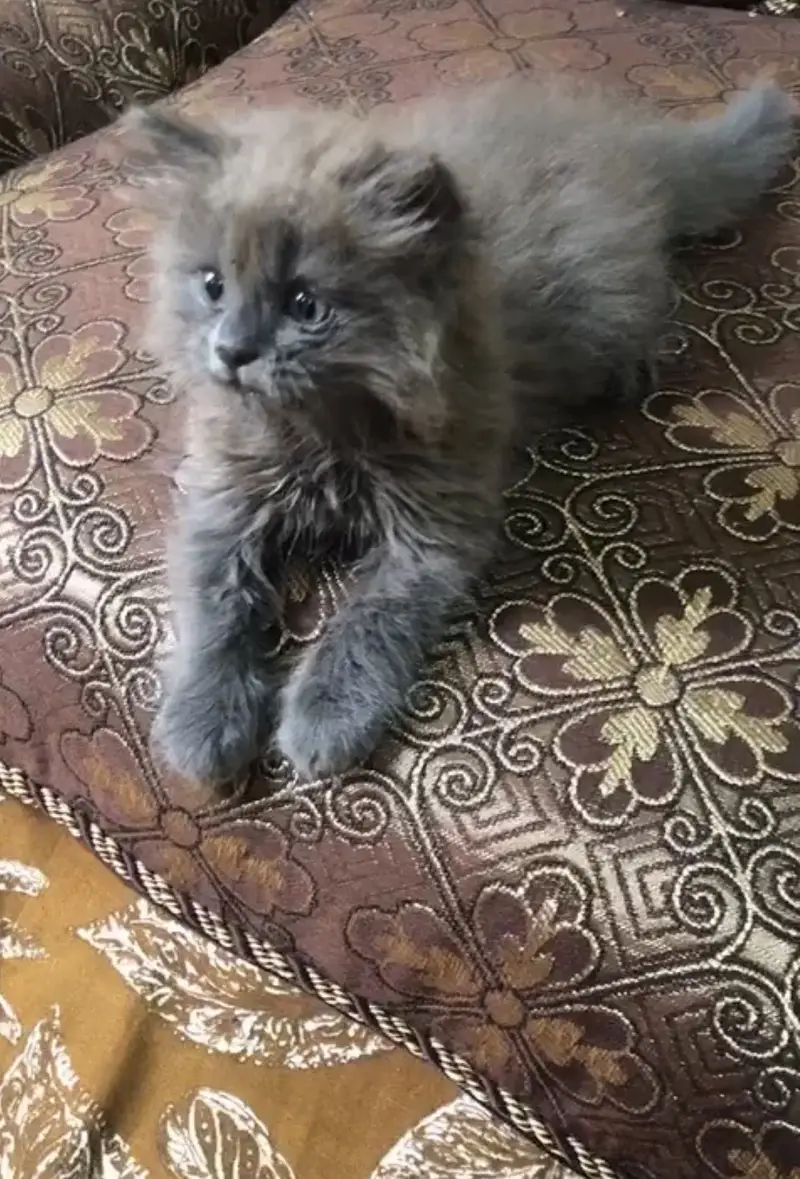 persian kittens available male nd female pair nd one female — photo 3