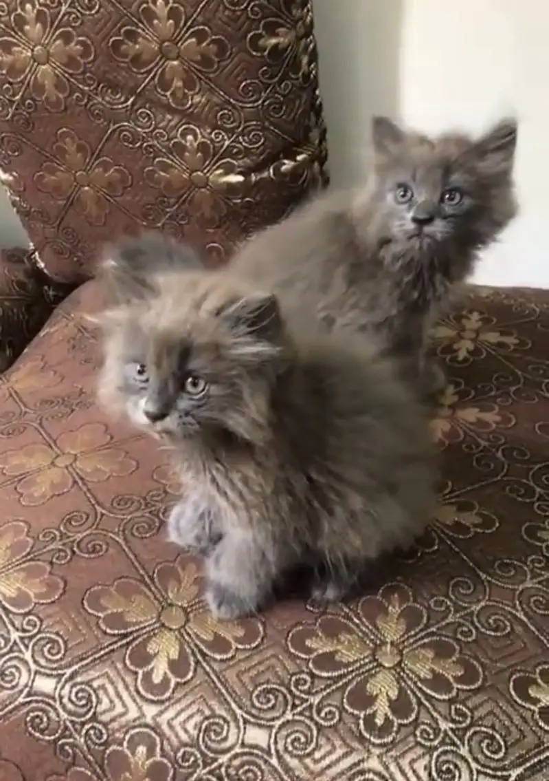 persian kittens available male nd female pair nd one female — photo 4