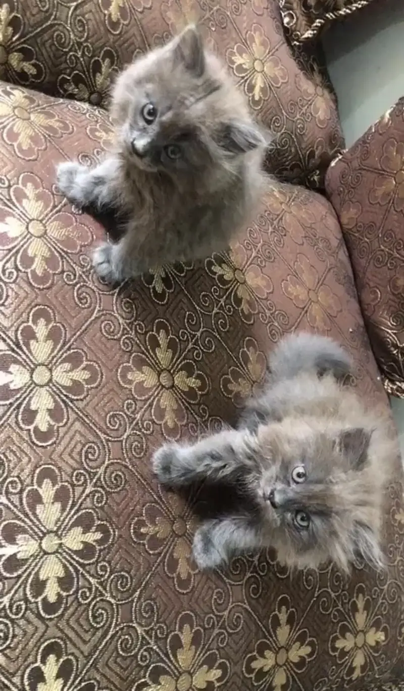 persian kittens available male nd female pair nd one female — photo 5