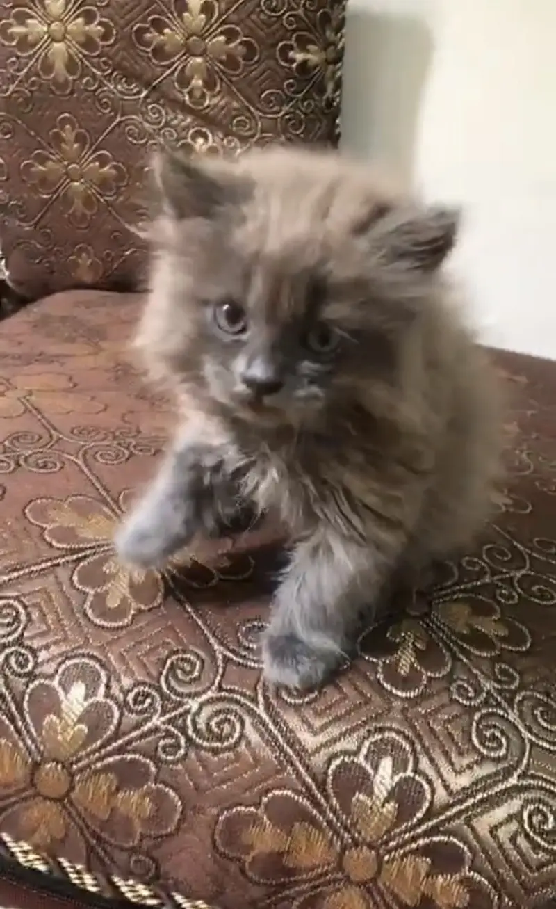 persian kittens available male nd female pair nd one female — photo 6
