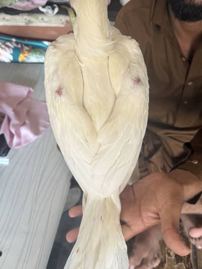 Heera Aseel for sale only interested rabta kra