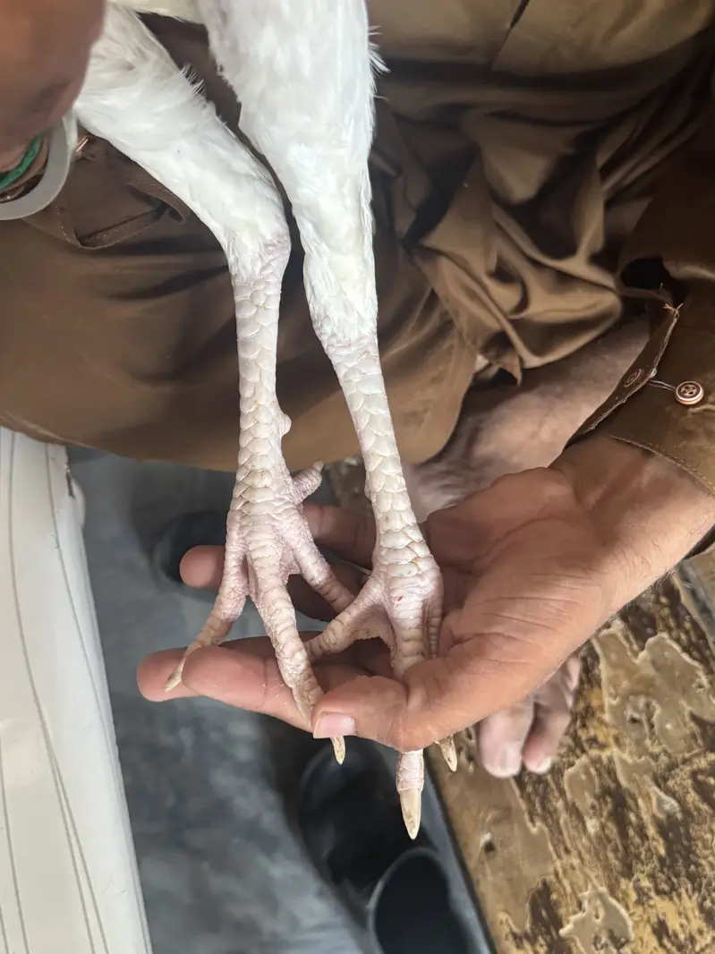 Heera Aseel for sale only interested rabta kra — photo 2
