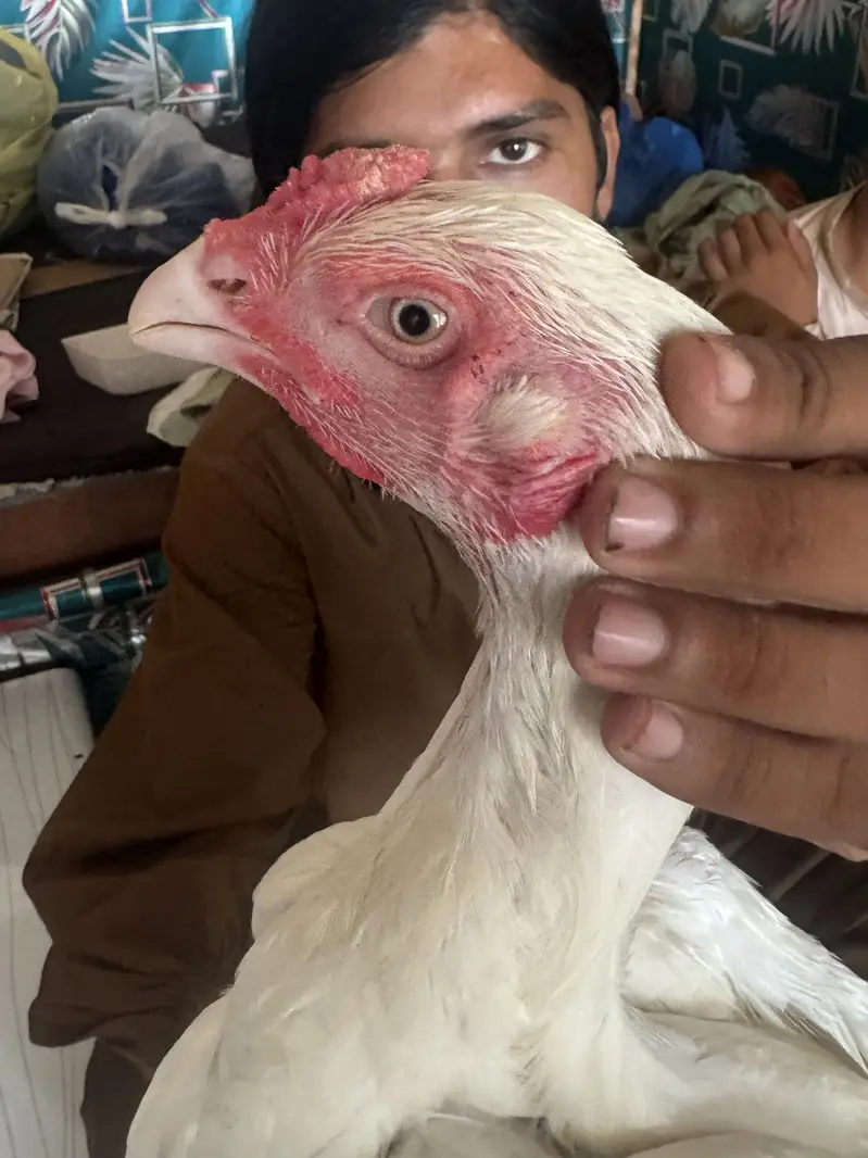 Heera Aseel for sale only interested rabta kra — photo 3