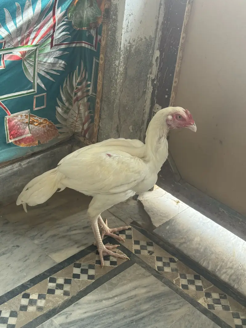 Heera Aseel for sale only interested rabta kra — photo 4