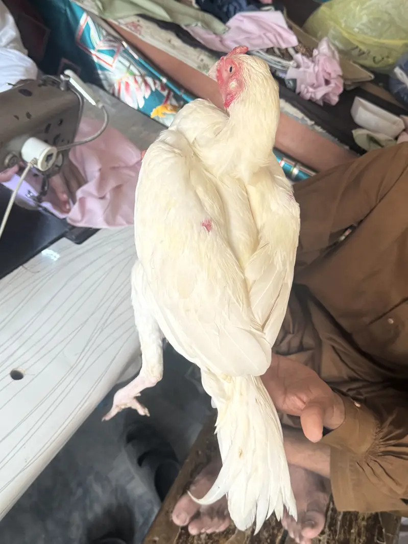 Heera Aseel for sale only interested rabta kra — photo 5