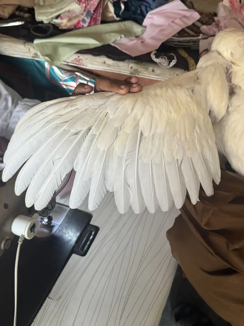 Heera Aseel for sale only interested rabta kra — photo 6