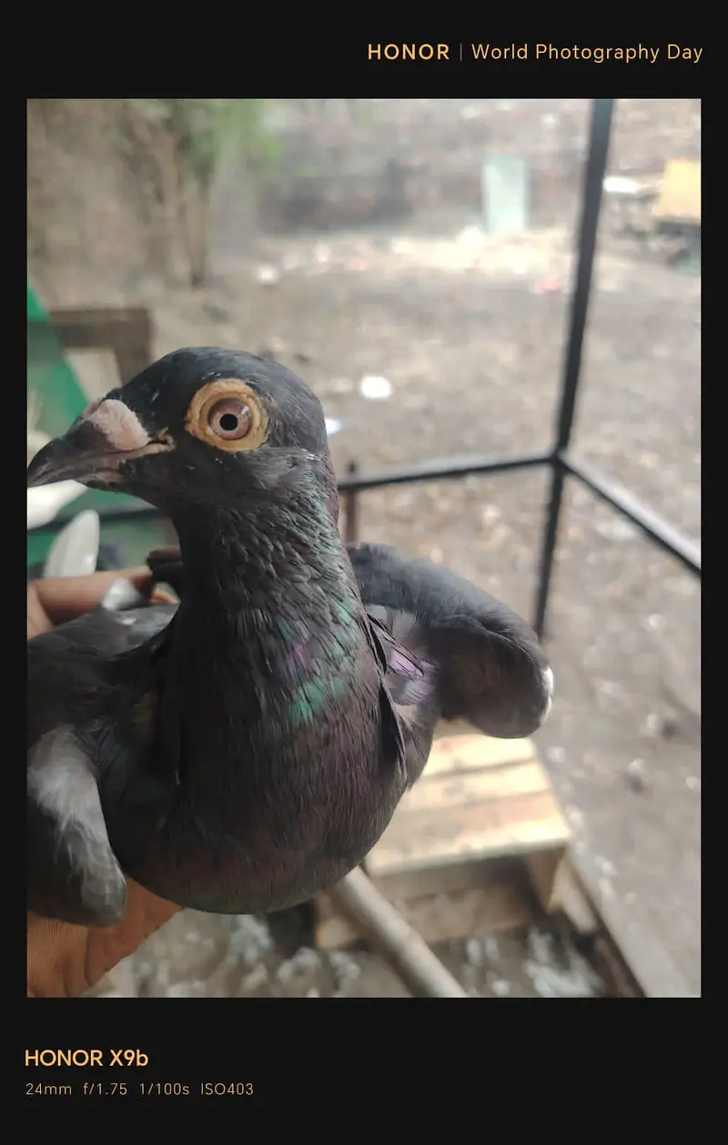 لکے کبوتر فار سیل — photo 4