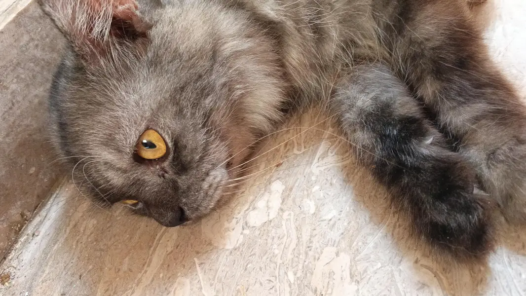 Gerry (Persian grey cat)