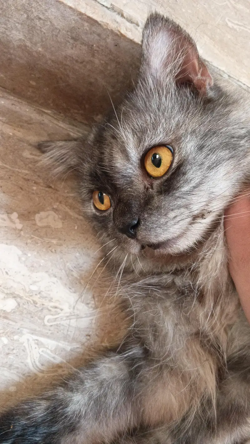 Gerry (Persian grey cat) — photo 2