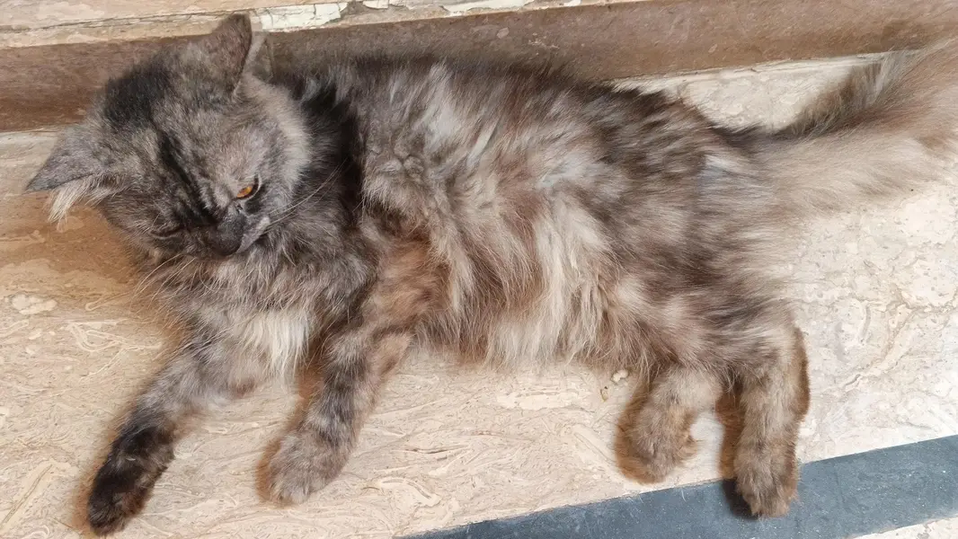 Gerry (Persian grey cat) — photo 3