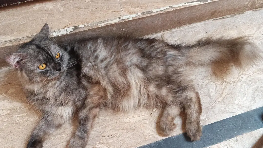 Gerry (Persian grey cat) — photo 4